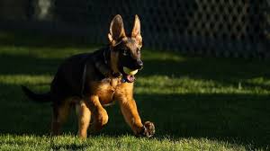 German Shepherd Dogs Available: Adopt or Buy